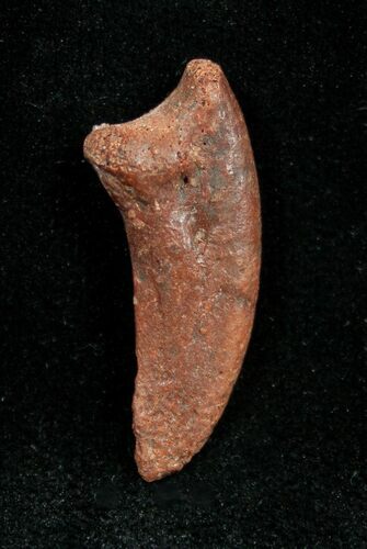 Unidentified Theropod Claw - Tegana Formation #1344